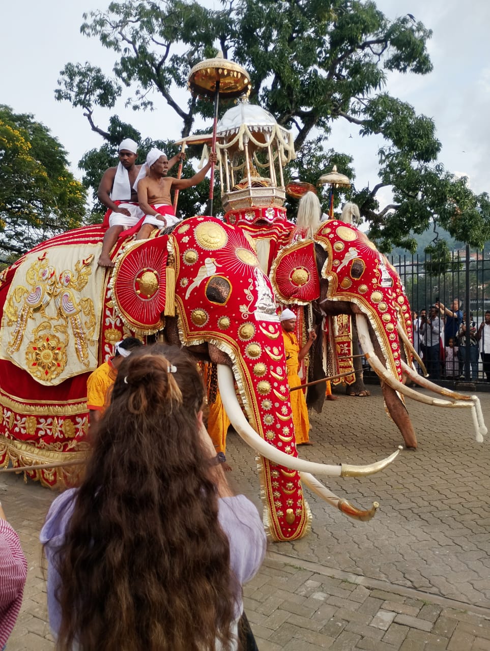 Elephants