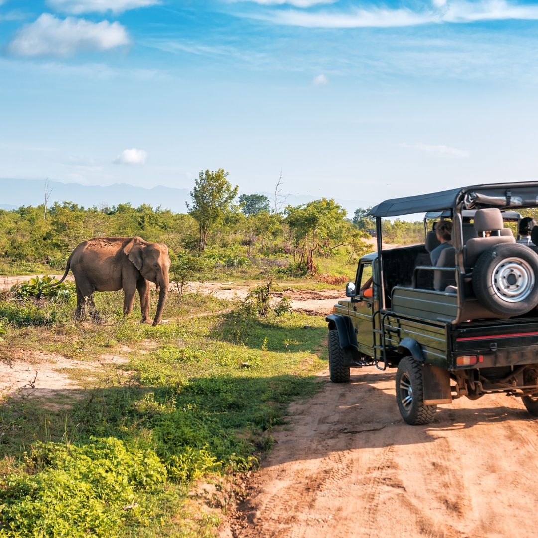 Yala Safari