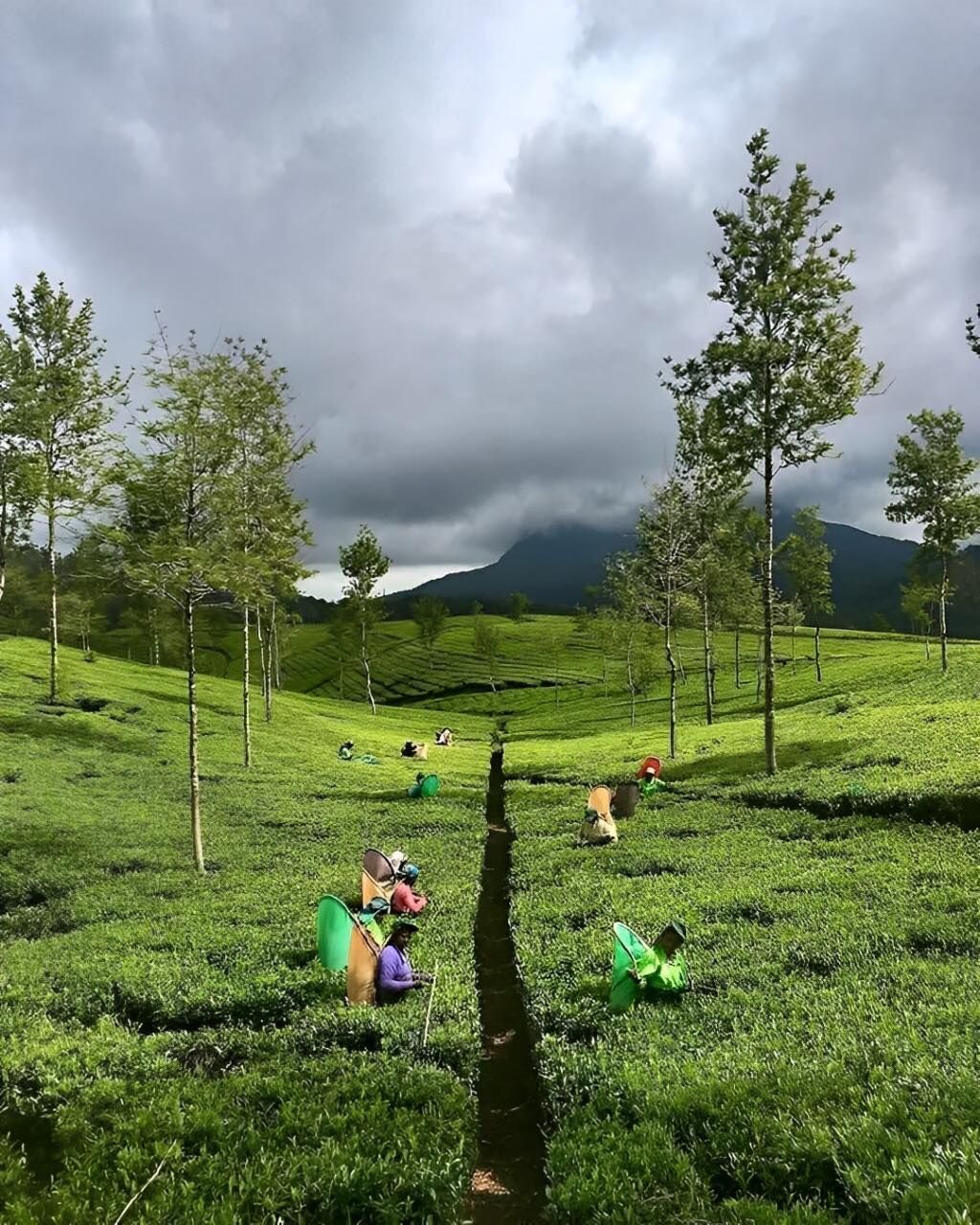 Nuwara Eliya