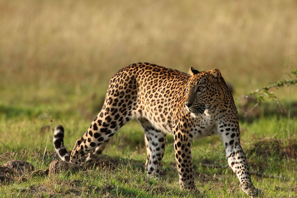 Leopard Spotting