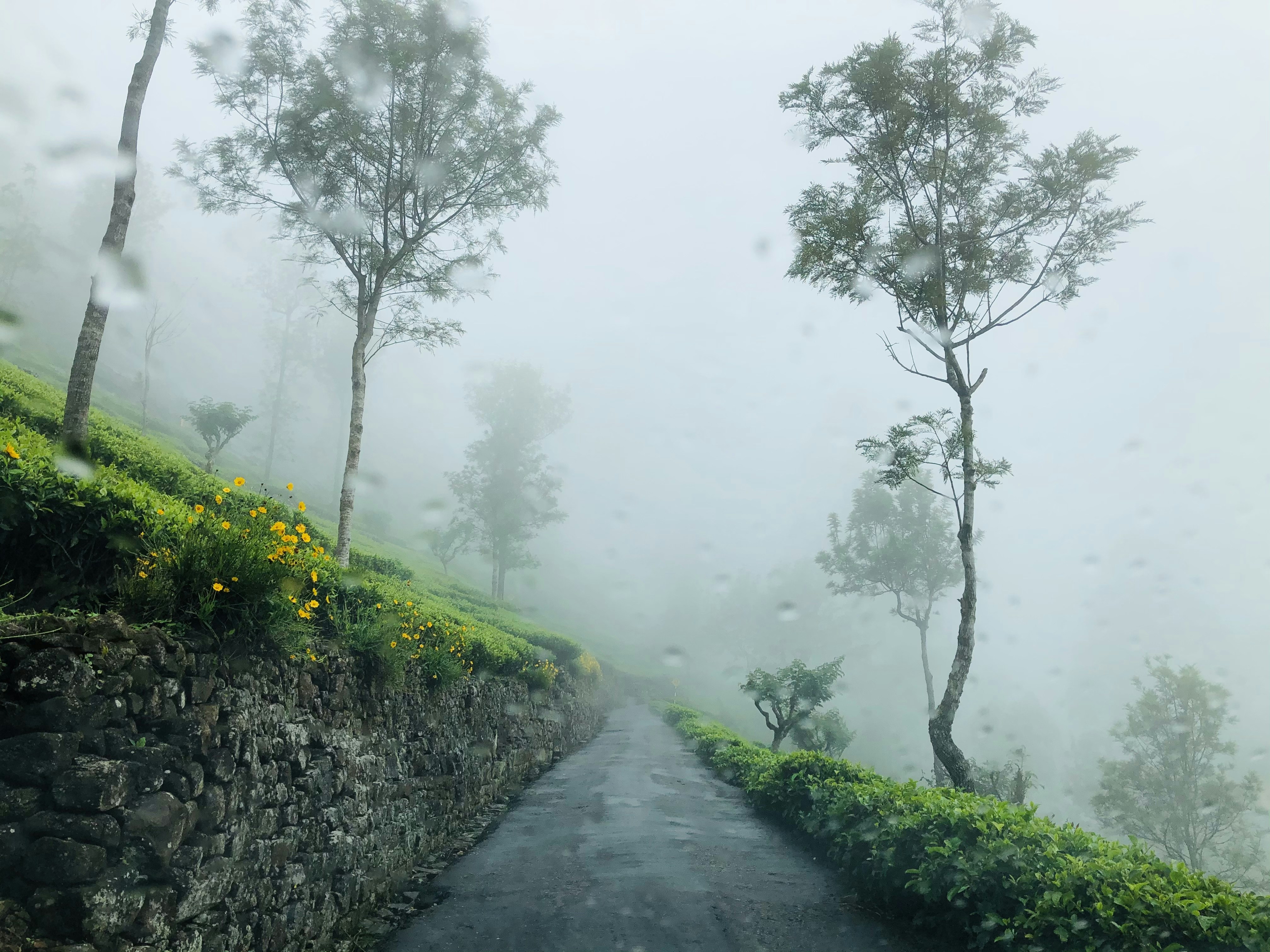 Misty hill-country road, Sri Lanka